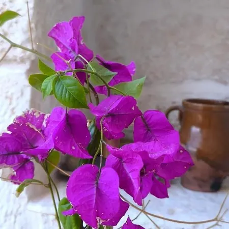 Masseria Anfora Bed & Breakfast